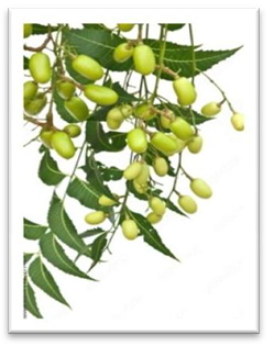 Figure 8: _Taxus Brevifolia._