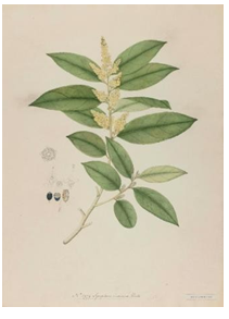 Figure 9: _Saraca Indica._