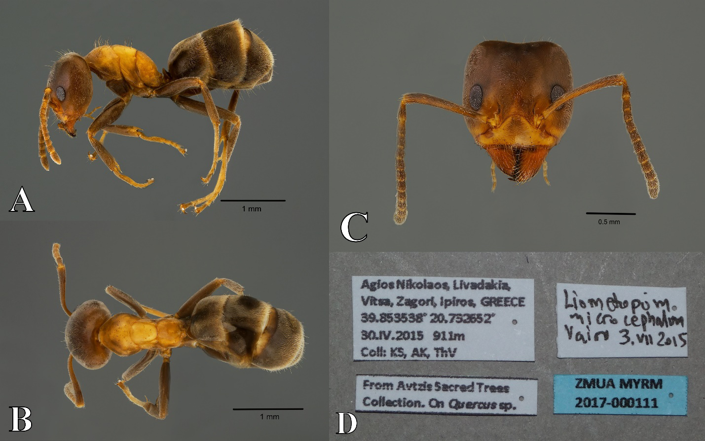 Figure 2: Liometopum microcephalum. A. Lateral. B. Dorsal. C. Head. D. Data labels.