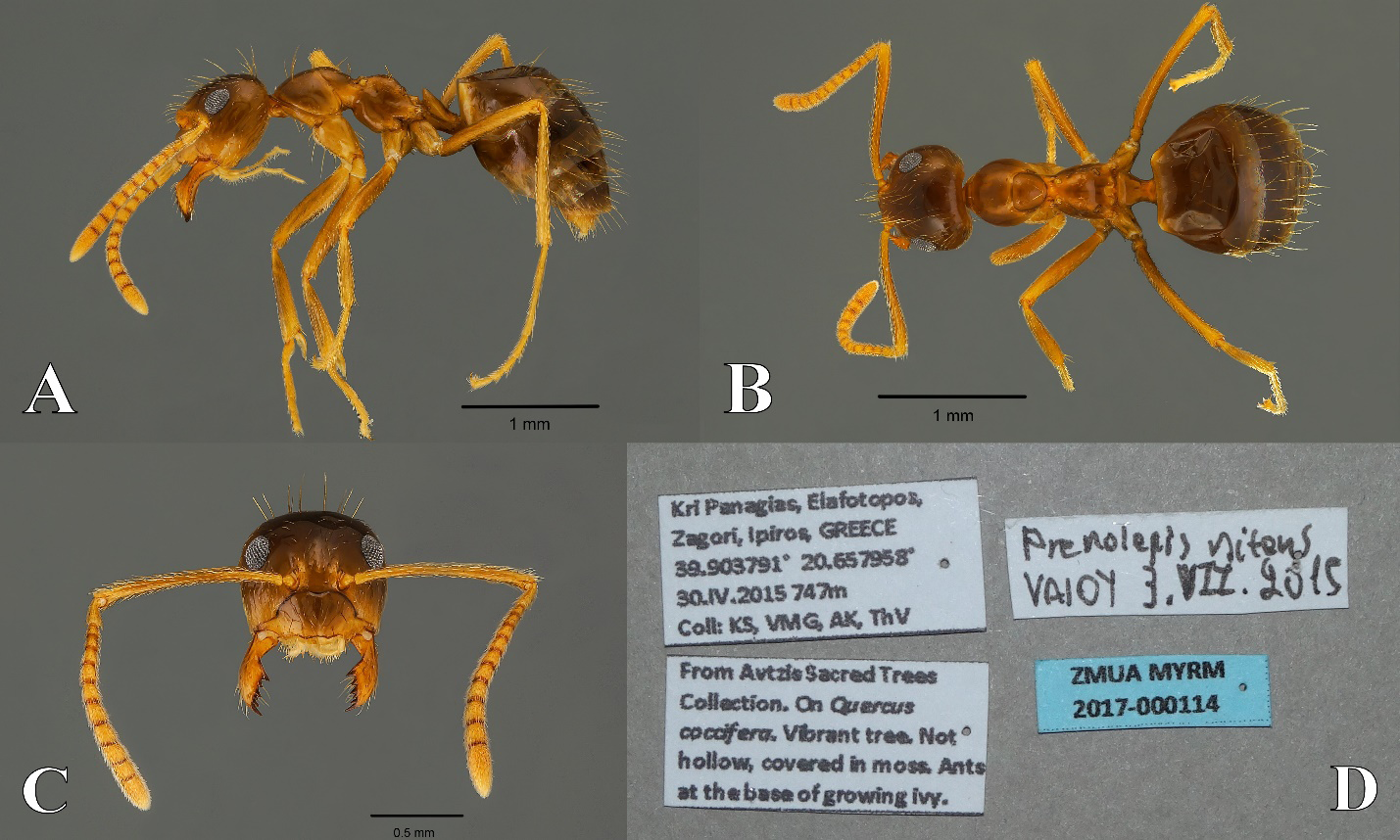 Figure 5: Prenolepis nitens. A. Lateral. B. Dorsal. C. Head. D. Data labels.
