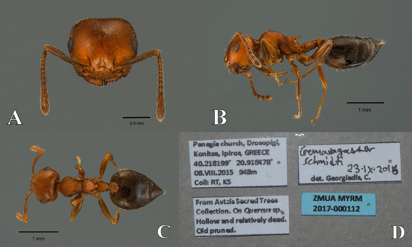Figure 6: Crematogaster schmidti. A. Lateral. B. Dorsal. C. Head. D. Data labels.