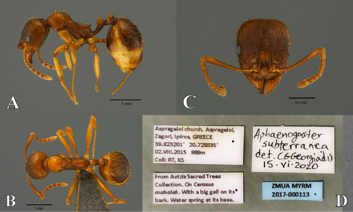 Figure 7: Aphaenogaster subterranea. A. Lateral. B. Dorsal. C. Head. D. Data labels.