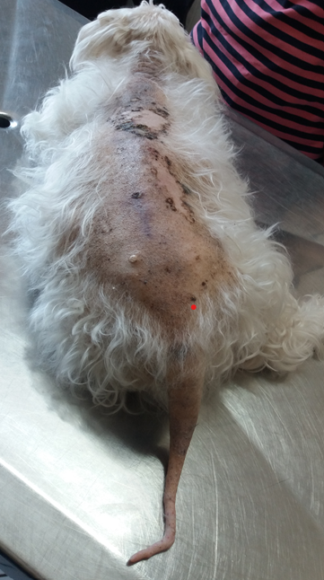 Figure 1: Large alopecic area that covers the dorsal region from the body to the insertion of the tail, Tail with a “rat tail” appearance.