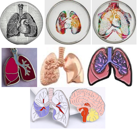 Figure 3: Image of the heart and cardiopulmonary circulation.