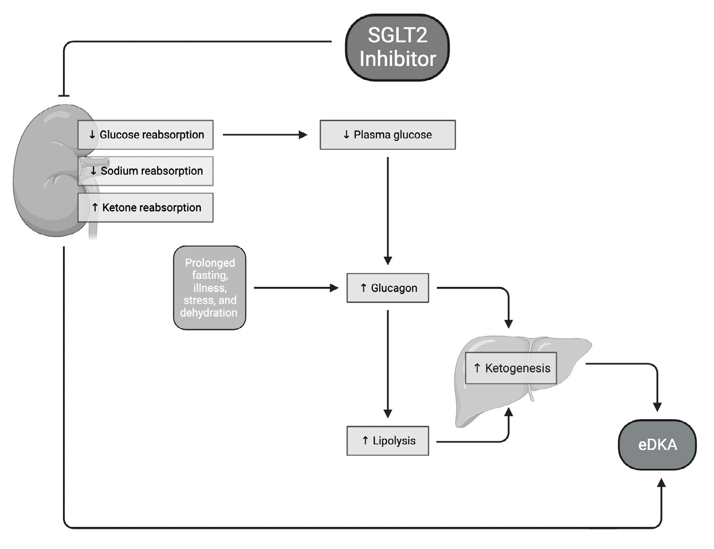 Figure 1: Mechanism of SLGT2 Inhibitor.