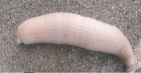 Figure 1: Morphology of Echiura worm Urechis unicinctus.