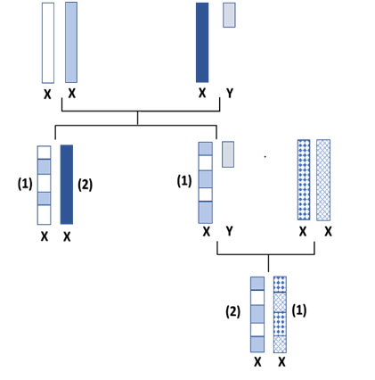 Figure 1: Inheritance of the X Chromosome. Male and Female Offspring Inherit a Recombined Maternal X Chromosome that Results from Female Meiosis. The Female Offspring Inherits an Unchanged Paternal X Chromosome, due to the Lack of Recombination [2].