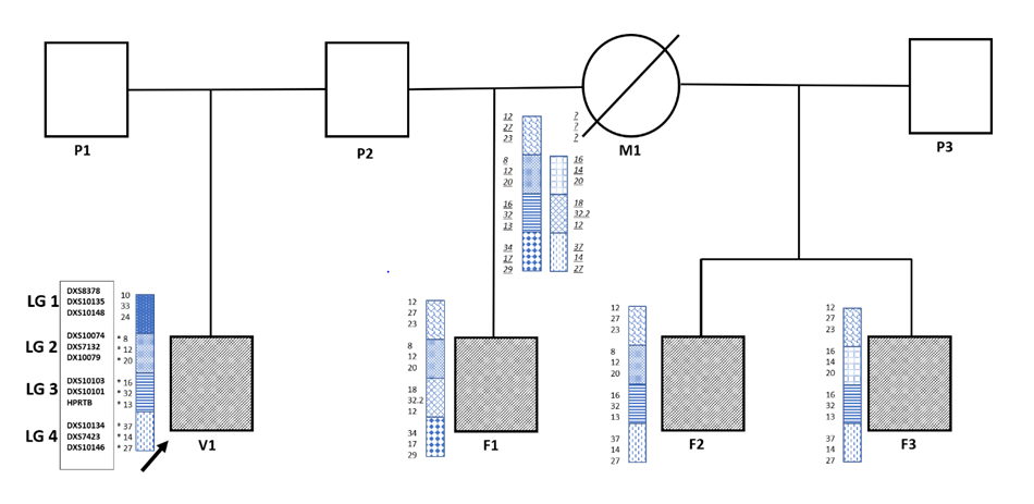 Figure 3: Case 1: Pedigree Representing Hypothesis 1. Genetic Identification of a Male Individual through Kinship Analysis with his Three Maternal Half-Siblings. X-STR Genotypes are Shown in the Order of Locus Represented within the Box on the Lower Left of the Graph, the Arrow Indicates the Victim to Identify. Inferred Genotypes of Mother are Underlined and Given in Italics; (?) Question Mark Alleles that Could not be Reconstructed. (*) Asterisk Mark Alleles that the Victim Shares with the Genetic Profile Deduced from the Mother. The Individuals with the Hatched Pattern Denote the Individuals with which a Sample was Available and from whom a Genetic Profile was Obtained. Each different X-Chromosome Linkage Group is Distinguished by a Characteristic Framework. V1: Victim 1, F1: Maternal Half-Brother 1, F2: Maternal Half-Brother 2, F3: Maternal Half-Brother 3. M1: Mother, P1: Father 1, P2: Father 2, P3: Father 3. LG: Linkage Groups (Or Clusters).