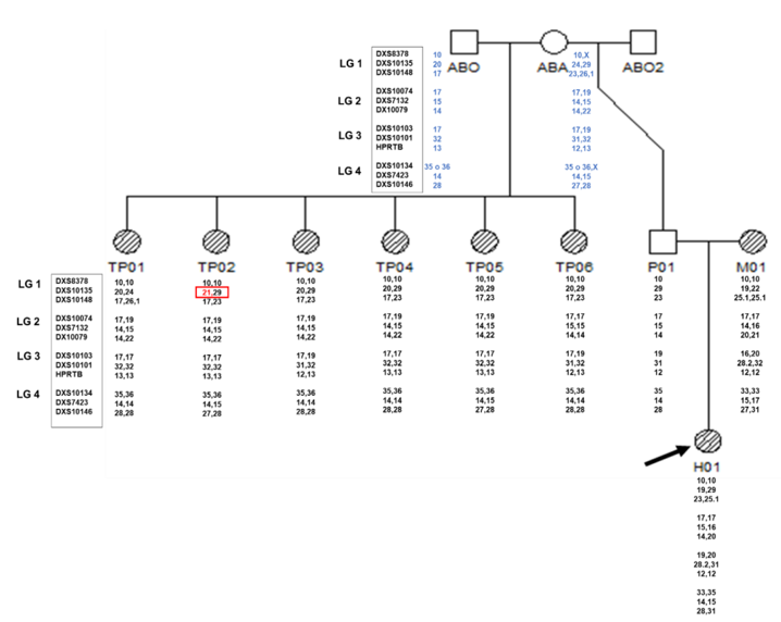 Figure 4: Case 2: Pedigree Representing Hypothesis 1. Paternity a Female Individual through Kinship Analysis with his Six Paternal Half Aunts and Mother. The Arrow Indicates the Female Individual to Recognize. The Individuals with the Hatched Pattern Denote the Individuals with which a Sample was Available and from whom a Genetic Profile was obtained. ABO, ABA, ABO2: Grandparents not Available, TP: Paternal Half Aunts, P01: Father 1, M01: Mother, H01: Female Individual to Recognize. In Blue the Reconstructed Profile of the Paternal Grandparents is Presented and Inside the Red Box the Isolated Inconsistency or a Possible Grandpaternal Mutation from Allele 20 to 21 in the TOP2 in the DXS10135 System is Marked, the Mutated Allele is also Shown in Red. LG: Linkage Groups (or Clusters).