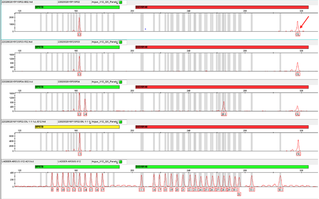 Figure 5: Electropherogram. The Red Panel is shown for the Four Samples, where the New OL (off Ladder) Allele is Observed in all Individuals, Indicated by the Red Arrow.