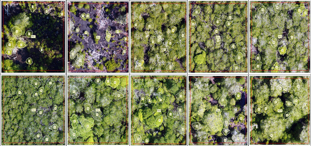 Figure 10: Relationship between (A-Tree Height at UAV and Tree Height in Field, B-Diameter at UAV with Diameter in Field).