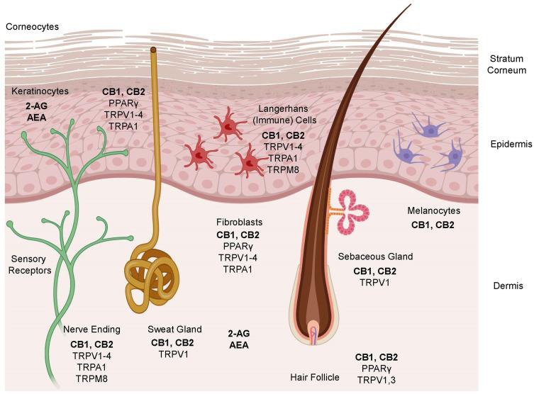 Figure 1: Non-cannabinoid (indirect) targets influencing the ECS.
