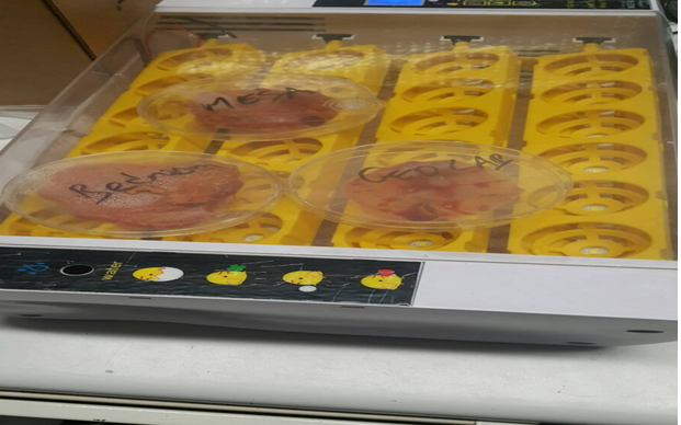 Figure 5: Petri Dishes in the Incubator.