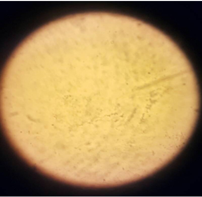 Figure 6: Image from the Microscopic Geological Laboratory.