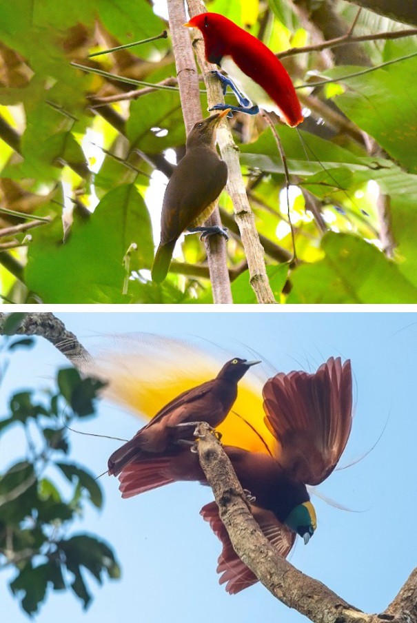 Figure 1: Present status of birds-of-paradise.