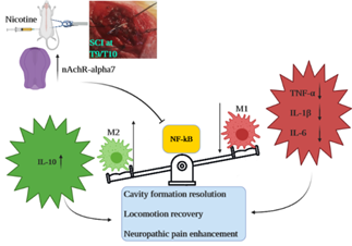 Figure 1: The presented figures depict the repeated measures of the Basso-Beattie-Bresnahan score, reflecting the locomotion status of animal subjects over a 28-day follow-up period (n=8). (A) Repeated measures delineate the efficacy of each nicotine treatment group, with nicotine 1 mg/kg exhibiting the most favorable impact on locomotion impairment. (B) Repeated measures further illustrate that the influence of nicotine on locomotion is contingent upon α7 nAChR mediation. Data are expressed as mean ± standard error mean (SEM). ***: p < 0.001.