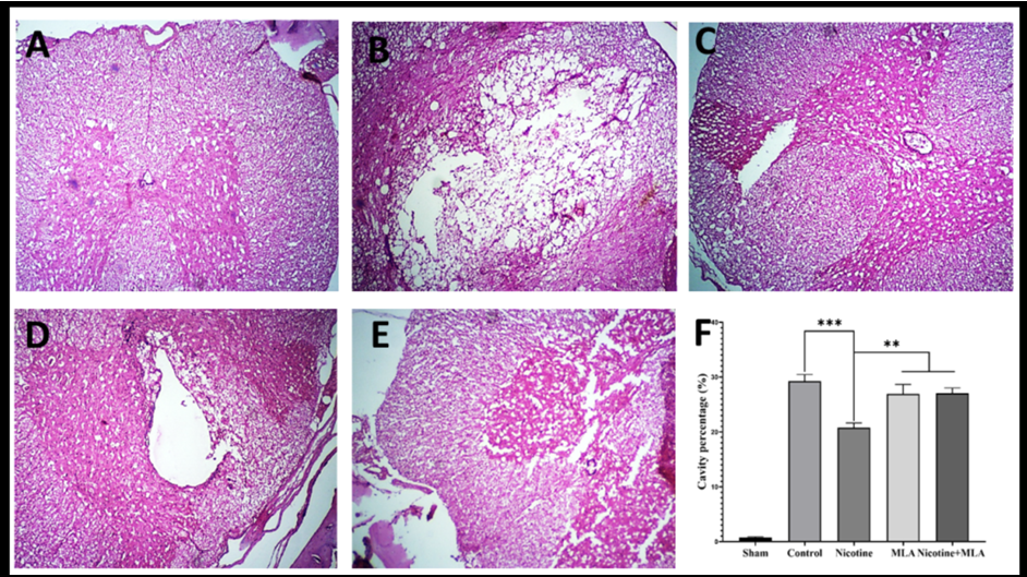 Figure 4: The assessment of macrophages/microglia in the context of secondary SCI exhibits a multifaceted nature, characterized by a time- dependent progression. As anticipated, the initiation of SCI resulted in an augmented proclivity for macrophage polarization along the classic (M1) pathway [MD (95% CI) = 39.15 (32.56 to 45.73), _p_ < 0.001] and also decline toward the alternative (M2) pathway [MD (95% CI) = 32.71 (26.58 to 38.84), _p_ < 0.001] on day 28 following the injury. Pre-treatment with nicotine is associated with a notable reduction in M1 polarization [MD (95% CI) = 17.82 (11.23 to 24.41), _p_ < 0.001, Figure 4A] and a significant increase in M2 polarization [MD (95% CI) = 16.61 (10.48 to 22.74), _p_ < 0.001, Figure 4B]. Notably, the blocking of α7 nAChR by MLA exerts a reversing effect [see Figure 4B: nicotine vs nicotine + MLA, _p_ < 0.001], shifting the phenotypic balance towards a pro-inflammatory M1 polarization [Figure 4A: nicotine vs nicotine + MLA, _p_ < 0.01].