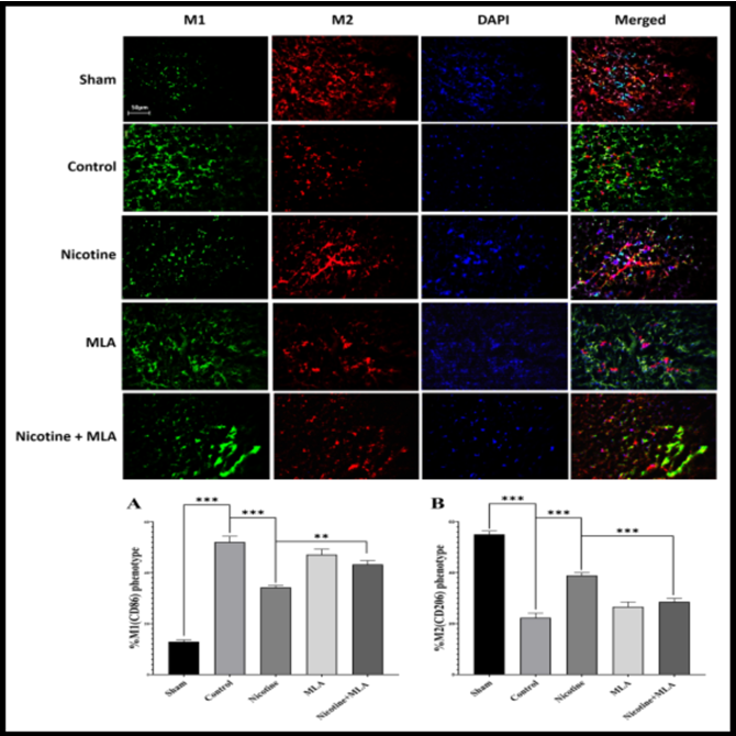 Figure 5: The bar charts in this figure elucidate the mRNA expression (left column) and protein levels (right column) of NF-κB, TNF-α, IL-1β, IL-6, and IL-10 at the injury site after a 28-day period. Pre-treatment with nicotine elicited a down-regulation of pro-inflammatory markers (NF-κB, TNF-α, IL-1β, IL-6) and an up-regulation of the anti-inflammatory marker IL-10. Treatment with MLA revealed that these effects were mediated by the α7 nAChR. Data are presented as the mean ± standard error means (SEM). ***: p < 0.001, **: p < 0.01, *: p < 0.05.