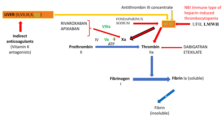 Figure 3: Points of application of rivaroxaban, apixaban, and dabigatran.