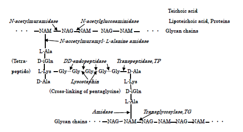 Figure 2: The molecular structure of S.aureus PGN cell wall and the action sites of PGN biosynthesis enzymes of TG/TP, PGN forth autolysins, and Lysostaphin enzyme.