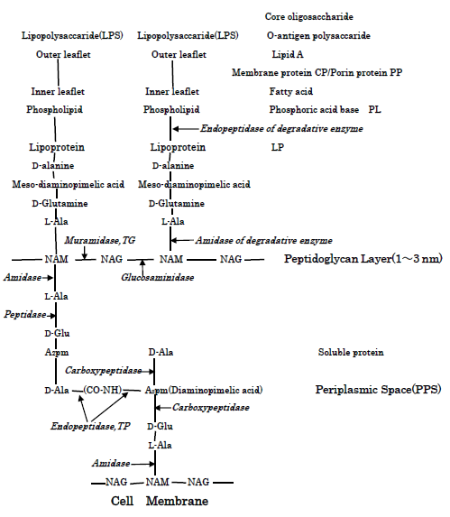 Figure 3: Molecular structure of E.coli cell wall and periplasmic PGN, and the action sites of the hydrolases of LPT, the PGN synthetic enzymes TG/TP, and the autolysins.