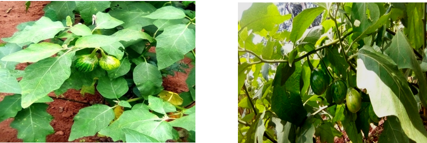 Figure 1: S. aethiopicum var “anara Adazi” in its natural habitat.