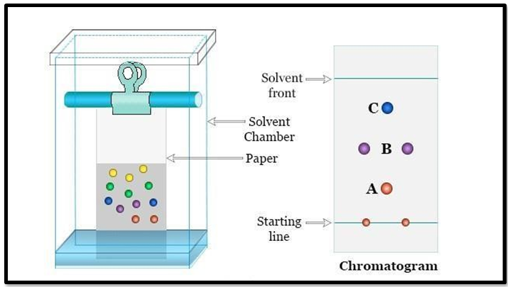 Figure 5: Schematic Diagram of Paper Chromatography.