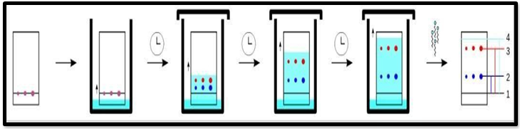 Figure 6: Development of a TCL plate purple spot separates into a red and blue spot. Principle of Thin Layer Chromatography Thin-layer chromatography (TLC), like other chromatographic methods, is based on the separation principle. The relative affinity of chemicals for the two phases is what drives the separation. The substances in the mobile phase pass over the stationary phase’s surface. The compounds that have a stronger attraction for the stationary phase move slowly whereas the other compounds move quickly during the movement. As a result, the mixture is successfully separated. After the separation procedure is complete, the mixture’s constituent components show up as spots at the appropriate levels on the plates. Suitable detecting techniques are used to determine their nature and character [37].