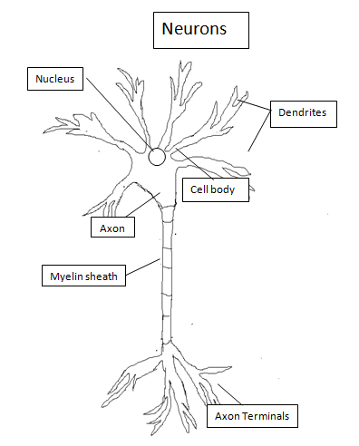 Figure 2: Biological neuron.