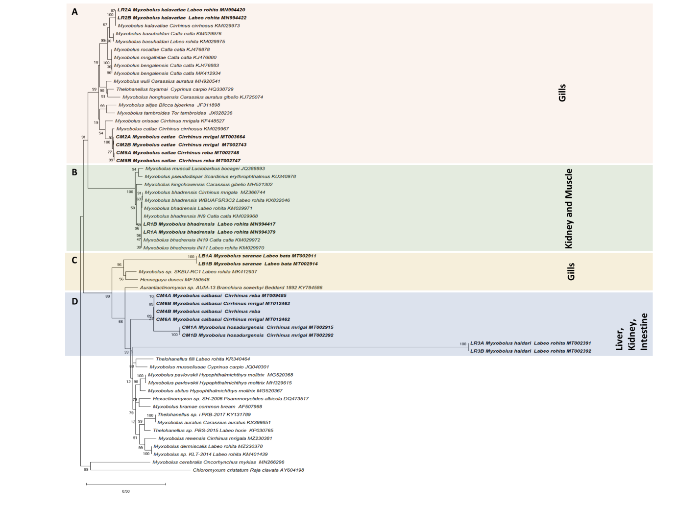 Figure 3: _Myxobolus_ species phylogenetic relationships inferred by maximum likelihood analysis based on the ssrDNA sequences. Species in bold were newly sequenced in this study. GenBank accession numbers and their host name are listed along the species names. Numbers at nodes indicate the bootstrap confidence values (ML). _Chloromyxum cristatum_ was used as an outgroup.