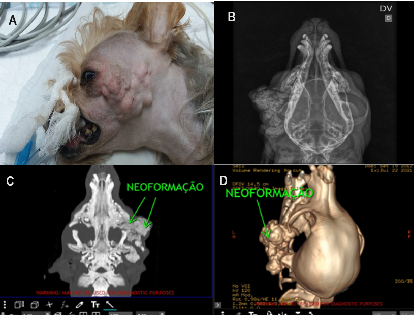Figure 1: A) Macroscopic appearance of the volume increase on the topography of left zygomatic arch and caudal portion of left mandibular ramus. B) Ventrodorsal radiographic evaluation. Presence of irregular and amorphous bone proliferation superimposed on topography of left zygomatic arch and caudal portion of left mandibular ramus. C) Computed tomography. Presence of amorphous, multilobulated bone proliferation (regular margins and defined limits, affecting the left zygomatic arch measuring 4.7cm in the rostrocaudal axis, 2.8cm in the dorsoventral axis and 2.1cm in the lateral axis). D) Computed tomography. 3D reconstruction of images obtained from the neoformation. Font: [4].