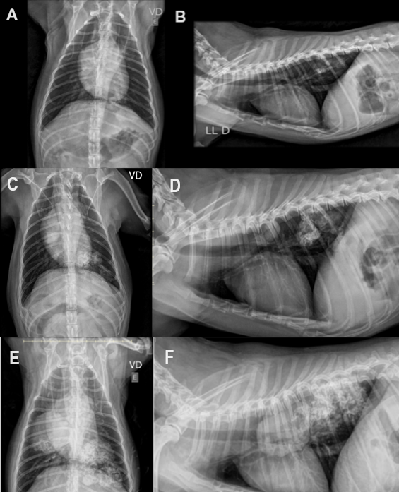 Figure 3: Chest X-ray. A, B. Chest X-ray performed in 2021: Presence of amorphous image with partially defined limits, irregular contours and water radiopacity, with a discrete heterogeneous area of increased radiopacity interspersed, superimposed on the dorsocaudal region of left hemithorax, measuring approximately 3,6cm x 2,5cm. C, D. Chest X-ray performed in 2022: Presence of amorphous image with partially defined limits, irregular contours, water radiopacity, with a heterogeneous area of increased radiopacity interspersed, superimposed on the dorsocaudal region of left hemithorax, measuring 4,47cm x 2,87cm. Another homogeneous radiopacity image measuring approximately 1,87cm x 1,57cm superimposed on the 6th pair of ribs, dorsal to the cardiac silhouette by the laterolateral projection and in the 6th intercostal space on the right by ventrodorsal projection. E, F. Chest X-ray performed in 2023: Presence of nodular image, soft tissue radiopacity with defined limits, overlapping the dorsal region of middle third of right hemithorax, measuring 4.73cm x 4.4cm x 4.2cm. Presence of areas with heterogeneous opacification, high radiopacity, poorly defined limits and irregular contours, overlapping the dorsocaudal region of left hemithorax and dorsal/middle region of the right hemithorax. The image on the left hemithorax measures at least 6,1 cm in the longest axis.