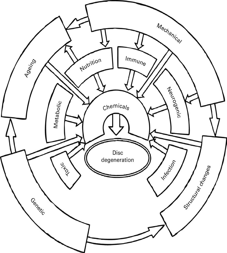 Figure 1: A model showing etiological factors of disc degeneration. The different factors may behave independently as initiators or promoters or both.