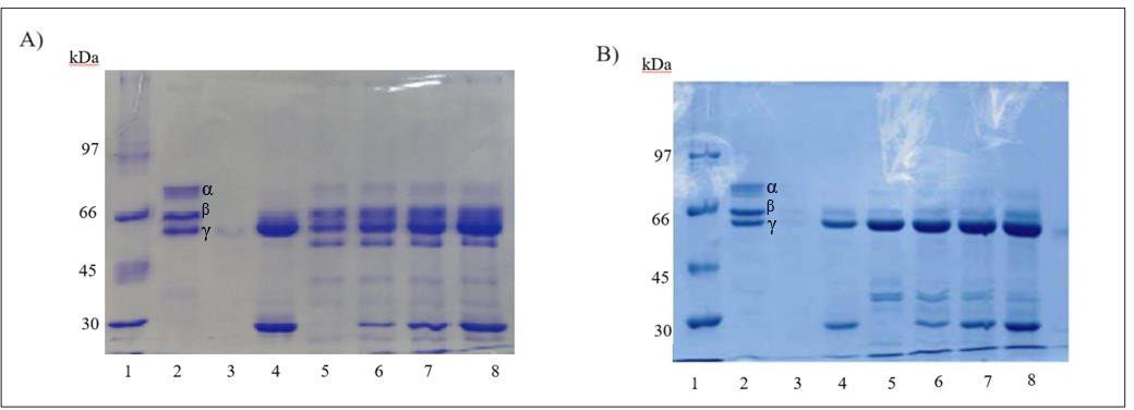 Figure 2: ** Analysis of fibrinogen cleavage by SVSPs. Figures 2A & 2B 10% SDS-PAGE gel stained with Coomassie. (A) pool SP-BaV and (B) pool SP-BjV. 1: Low molecular weight standard; 2: Fibrinogen Control [16µg]; 3: SP-BaV (A) or SP-BjV (B) [0,6µg]; 4: mAb [16µg]; 5: Fibrinogen [16µg]+ P-BaV (A) or SP-BjV (B) [0,6µg]; 6: Fibrinogen [16µg] + SP-BaV (A) or SP-BjV (B) [0,6µg] + mAb [4µg]; 7: Fibrinogen [16µg]+ SP-BaV (A) or SP-BjV (B) [0,6µg] + mAb [8µg]; 8: Fibrinogen [16µg]+ SP-BaV (A) or SP-BjV (B) [0,6µg] + mAb [16µg]