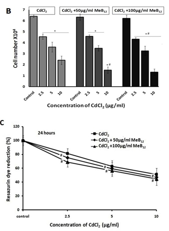 Figure 2: DNA Damage analysis using Hoechst staining: In this picture a corresponds to un treated control cells b; cells exposed to 10µg/ml of CdCl2 and c; cells grown in 50µg/ml MeB12 and exposed to 10µg/ml of CdCl2, d; cells grown in 100 µg/ml MeB12 and exposed to 10µg/ml of CdCl2 (Scale: 10µm).