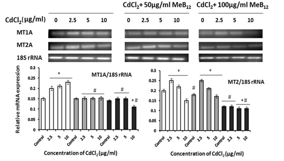 Figure 5: Methylation specific PCR of MT1A and MT2A promoter sequences. a: control, b: 100µg/ml MeB12, c: 10 µg/ml CdCl2, d: 100µg/ml MeB12 +10 µg/ml CdCl2. Data from three individual experiments are summarized in this figure and expressed as mean ±SD. *p<0.05(in comparison with the control).