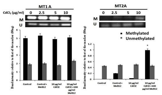 Figure 6: ** Dose combination of CdCl2 and MeB12 and Isobologram: Synergistic interaction between CdCl2 and MeB12, as measured by the degree of cell death in A549 cells.