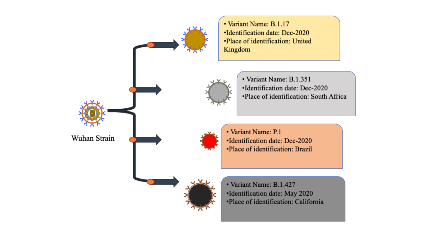 Figure 1: Similarly, B.1.617.2 variant (Delta) was identified firstly in India which possess the positively selected mutations in its spike protein [19]. All these represent SARS-CoV-2 variants of concern (VoC) currently circulating in the human population. The recent variant B.1.1.529 (Omicron) is the most profoundly mutated variant among all the VOCs identified so far, having enhanced transmissibility and partial resistance to vaccine-induced immunity [20]. Few of such variants have been observed to possess a potential to escape vaccine mediated immunity thus, a sign of concern as vaccine mediated immunity can impart selective pressure leading to SARS-CoV-2 evolution.