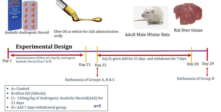 Figure 1: Illustration of the Experimental Design of this Study.