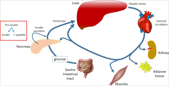 Figure 3: Courtesy ref no-18-Insulin secretion and removal from the general circulation depend on pancreatic activity and from the clearance exerted by various organs: liver (-50%), kidney (-30%), muscles (-15 to -35%).
