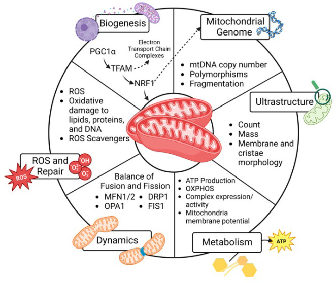 Figure 4: Courtesy ref no-77-Key elements that regulate mitochondria number and function to influence cell processes and fate.