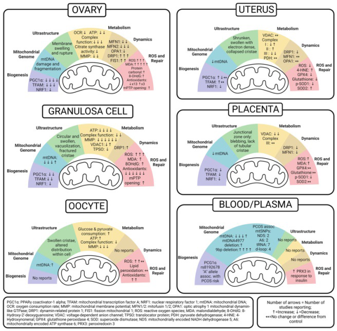 Figure 5: Courtesy ref no-77-Summary of reported alterations in mitochondrial biogenesis, genome, ultrastructure, metabolism, dynamics, and ROS in the ovary, oocyte, granulosa cell, uterus, placenta, and peripheral blood and plasma of PCOS. Offspring exposure studies were excluded.