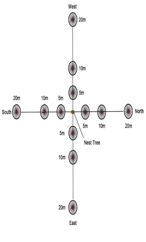 Figure 1: The displacement sites for the displacement experiments around the nest tree. The circles indicate the displacement sites’ release points.