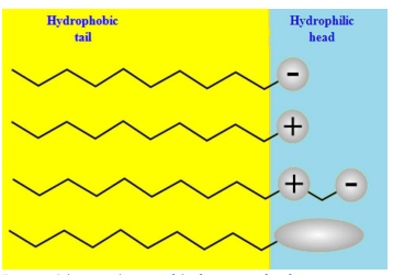 Figure 2: Schematic diagram of the four types of surfactants according to the composition of their heads: anionic, cationic, amphoteric, and non-ionic.