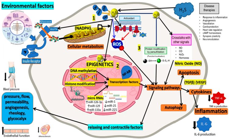 Figure 1: Inuzuka H, et al. [38]- This figure illustrates the central role of Hydrogen Sulfide (H2S) in epigenetic regulation and its interactions with various processes associated with neurodegenerative diseases. H2S affects epigenetic mechanisms, including histone modification, DNA methylation, and non-coding RNAs, which modulate gene expression and cellular functions relevant to neurodegeneration. H2S influences reactive oxygen species (ROS) production and oxidative stress levels, which play a critical role in the pathogenesis of neurodegenerative disorders. By reducing ROS production (blue arrow) and inhibiting ROS-generating processes at the mitochondrial level (red arrows), H2S impacts a broad spectrum of biological functions, as depicted in this figure for illustrative purposes. The interplay between H2S, epigenetic processes, and oxidative stress offers valuable insights into the molecular mechanisms underlying neurodegeneration and highlights the potential for therapeutic interventions to restore epigenetic balance and mitigate oxidative stress to combat neurodegenerative diseases effectively. The figure corroborates 3 major parts: 1: External sources and internal production of H2S; 2: The epigenetic role of H2S; and 3: The physiological connections presented in a simplified way.