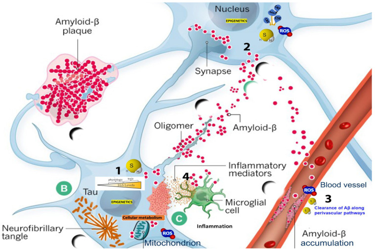 Figure 2: Muntenau C, et al. [95] multifaceted roles of H2S in Alzheimer’s disease. 1: Biphasic, concentration-dependent effects of H2S, emphasizing its dual role as a toxicant at high concentrations and a cellular signaling molecule at low concentrations; 2: H2S’s involvement in redox homeostasis, emphasizing its protective role in mitochondrial function and regulation of oxidative stress; 3: Putative role of H2S in promoting the clearance of amyloid-beta (Aβ) peptides; 4: Involvement of H2S in modulating inflammatory pathways.