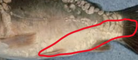 Figure 8: Spring viremia of carp.