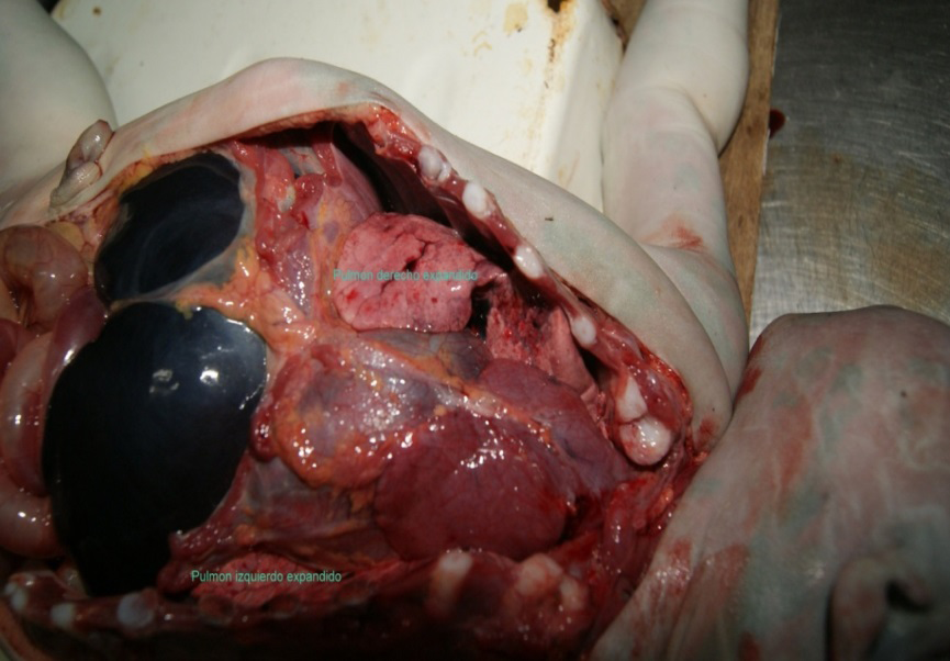 Figure 3: Aerated Lungs, Distended Stomach, Signs of Hepatic Maturity.