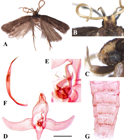 Figure 1: Protolychnis circuliella Park, sp. nov.: A, male, holotype (slide no. CIS-7569); B, head, dorsal view; C, labial palpus; D, male genitalia, slide no. CIS-7569 (holotype); E, focusing juxta; F, aedeagus; G, abdomen. Scale bar: 0.5 mm.