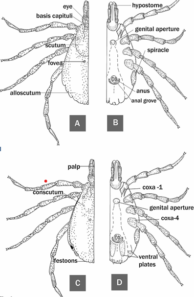 Figure 1: Identifying features of hard tick (Ixodidae): (A) & (B) Dorsal and ventral surface of female tick, (C) & (D) Dorsal and ventral surface of male tick.